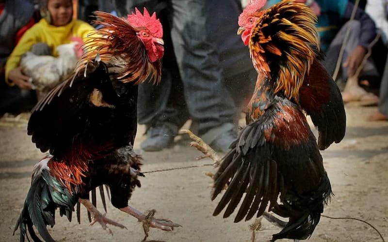 Đá gà cựa dao tại U888 là gì?