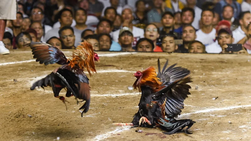Tổng quan về đá gà mạng