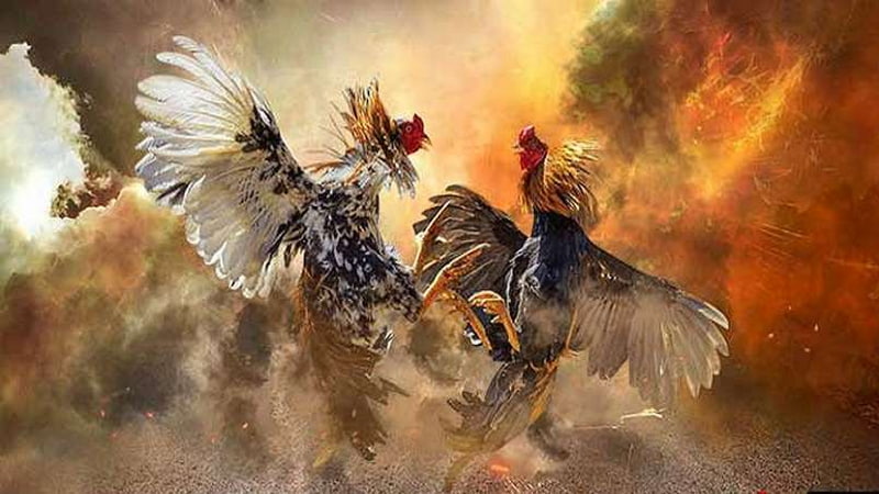 Soi xét các chú chiến kê kỹ càng