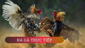 Tổng quan về đá gà trực tiếp